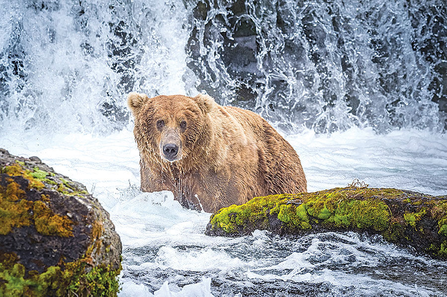 Save Brown Bears Book